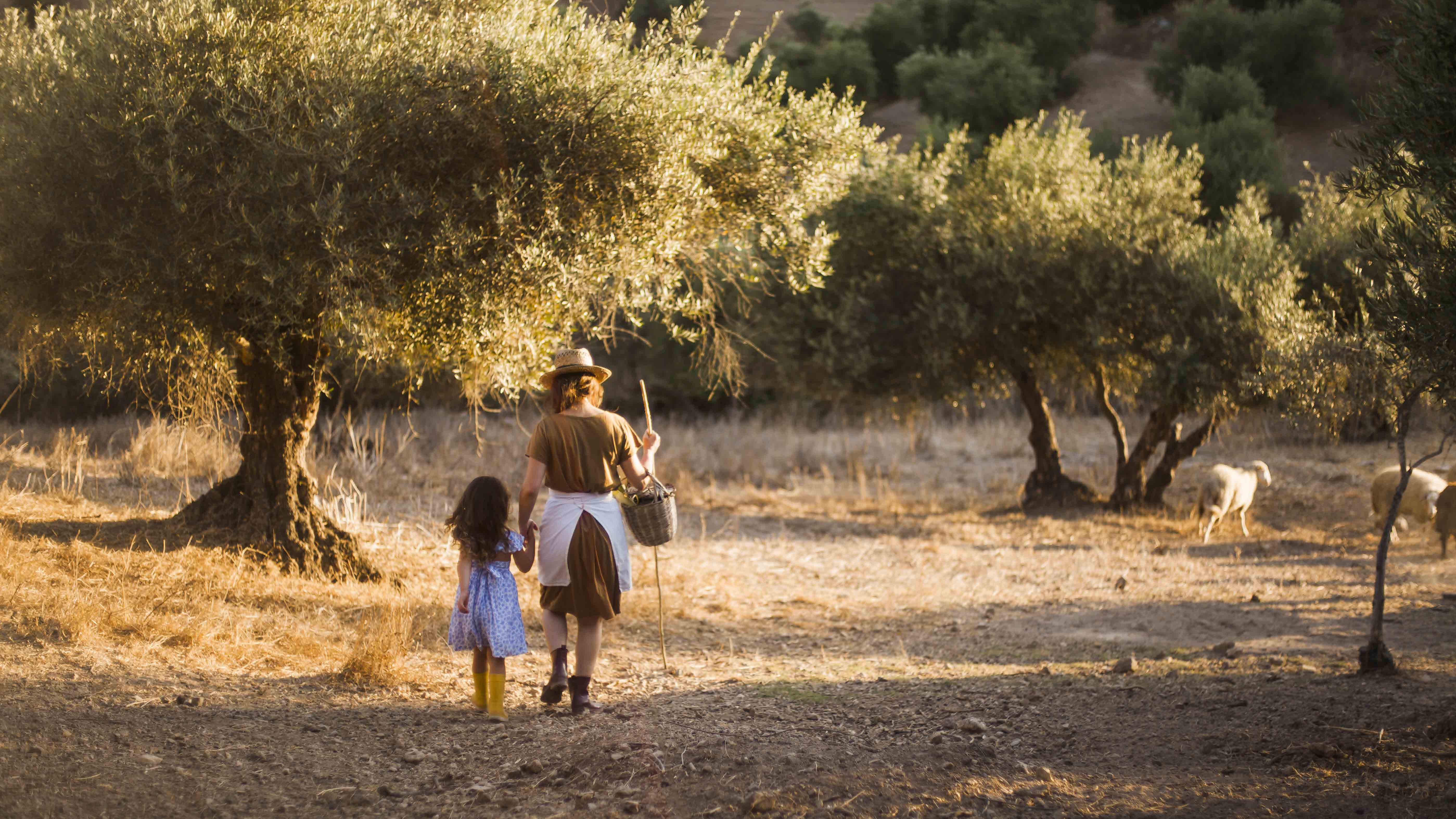 Boulos family olive groves
